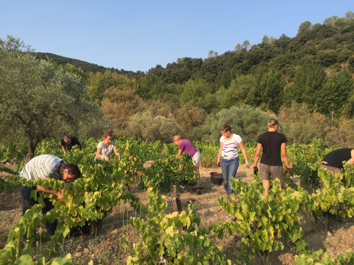 Chai viticulture Occitanie