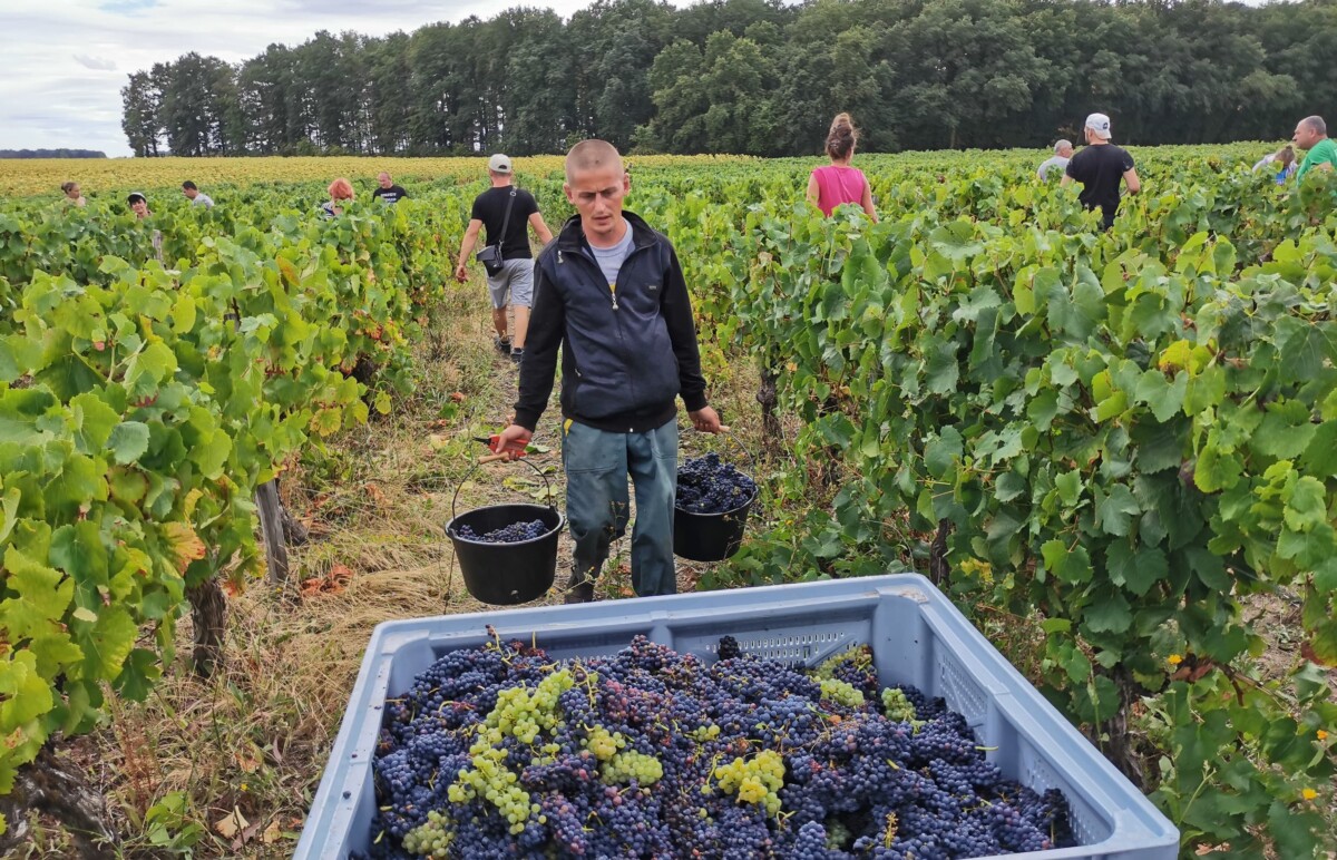 agriculture vin Loir-et-Cher