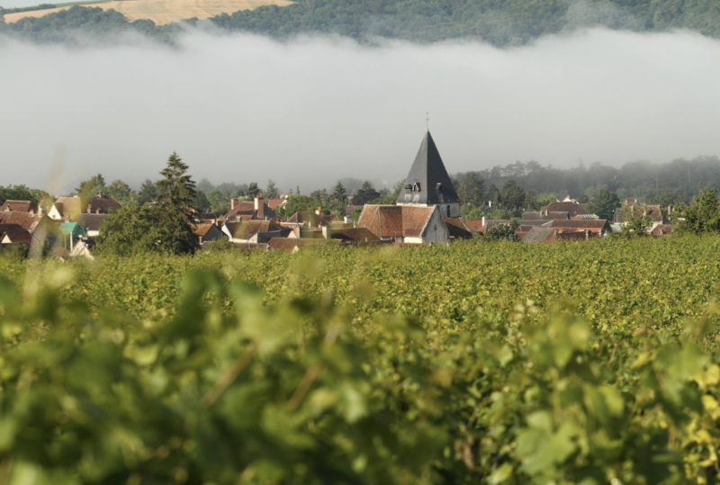 Vigne dans le Tonnerrois en Bourgogne