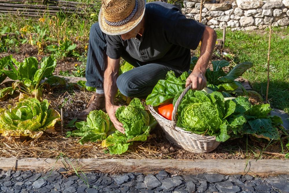 Un homme récolte des légumes dans le potager d'un tiers-lieu nourricier.
