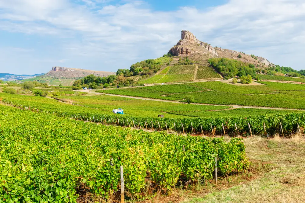 vue du vignoble et de la roche de Solutré