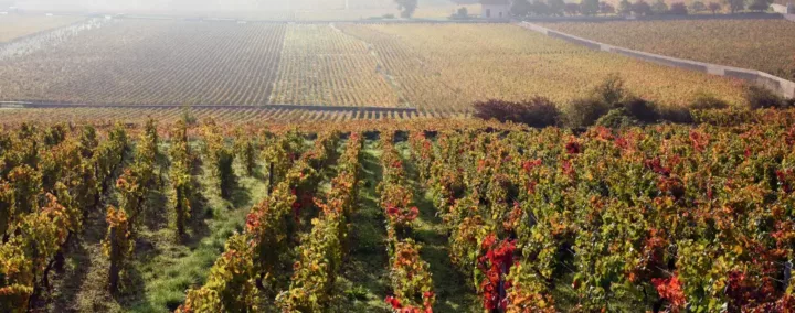 Vue du vignoble de Bourgogne.