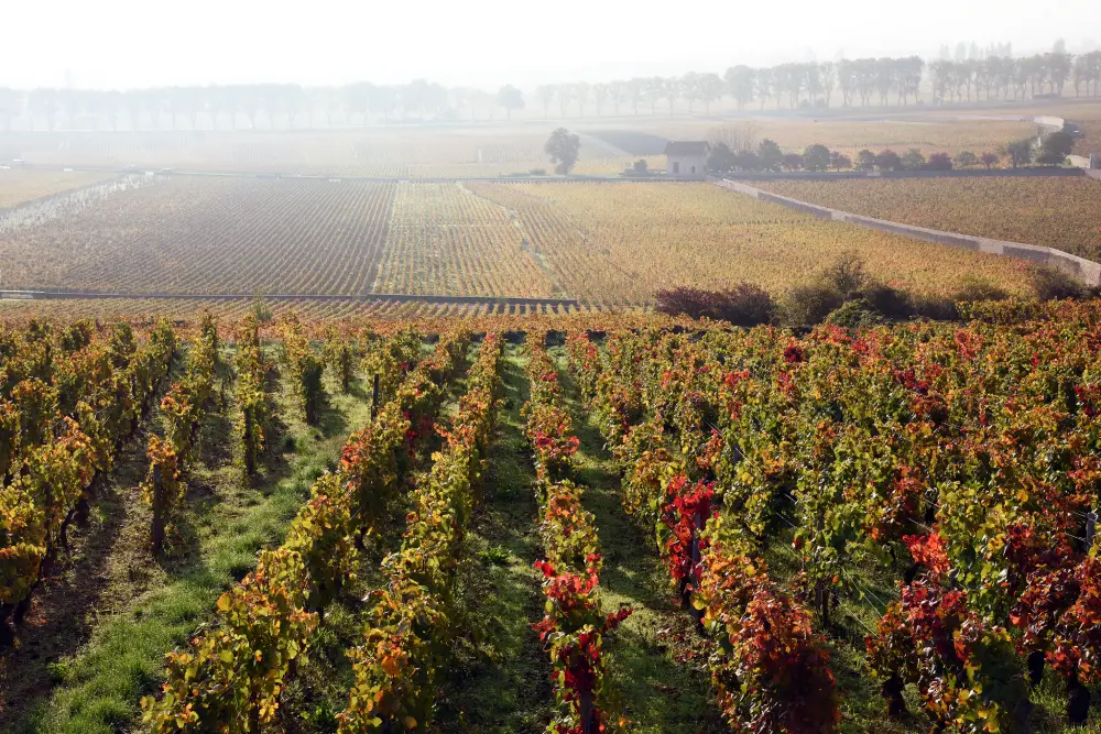 Vue du vignoble de Bourgogne.